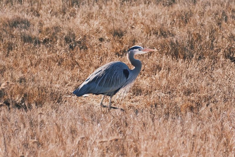High angle view of gray heron perching on field