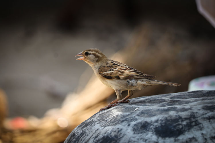 Close-up of bird perching on rock