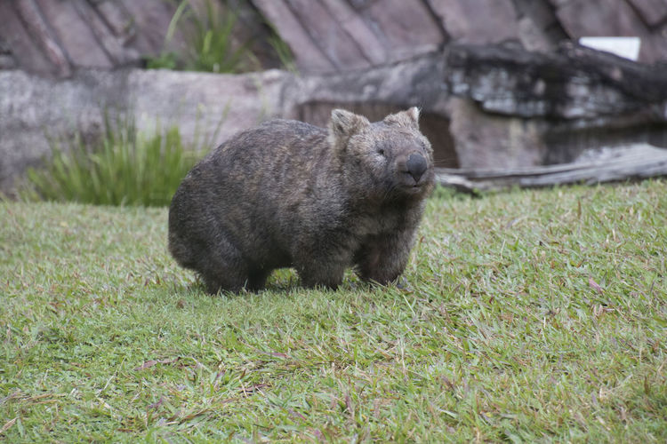 An extremely sweet wombat strolls comfortably over a lush green meadow, somewhere in  australia
