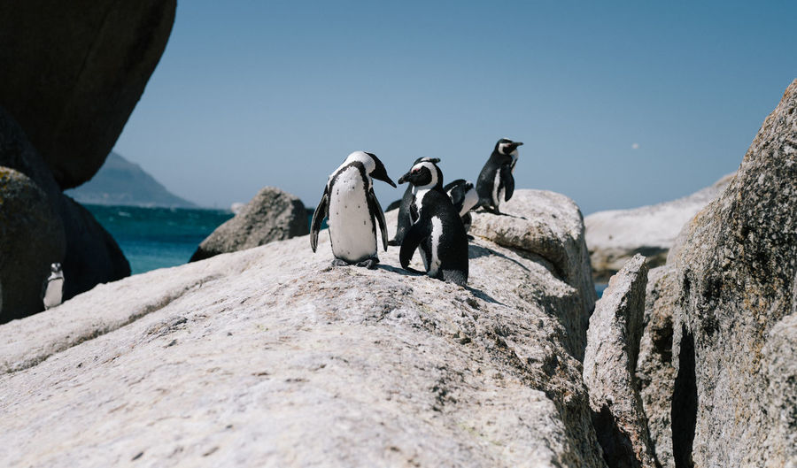 Cape town penguins