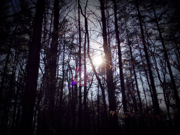Sun shining through trees