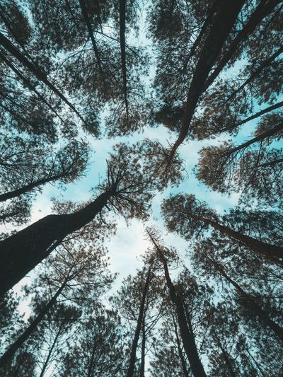 Low angle view of trees in forest