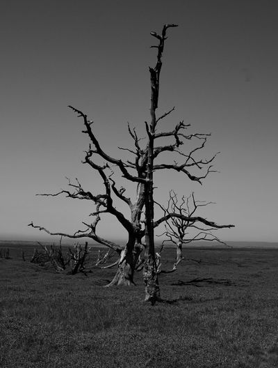 Bare tree on field against clear sky
