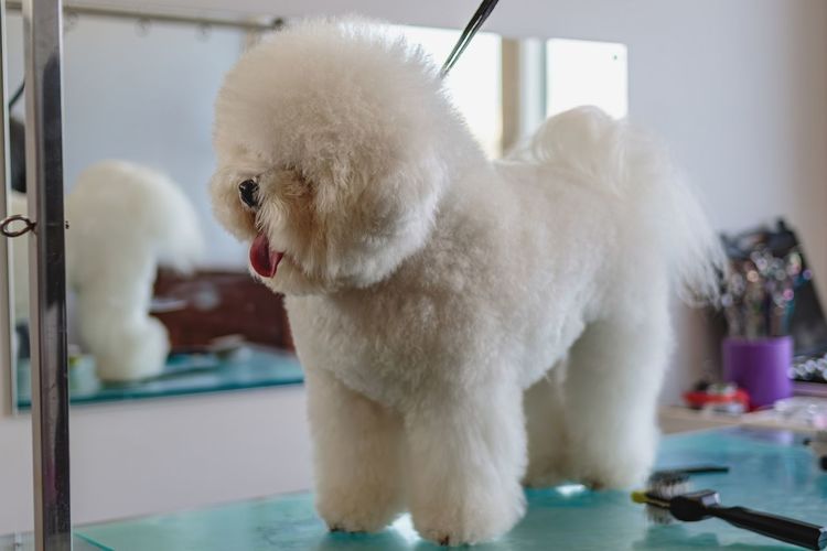 Dog after getting haircut with scissors at grooming salon and pet spa