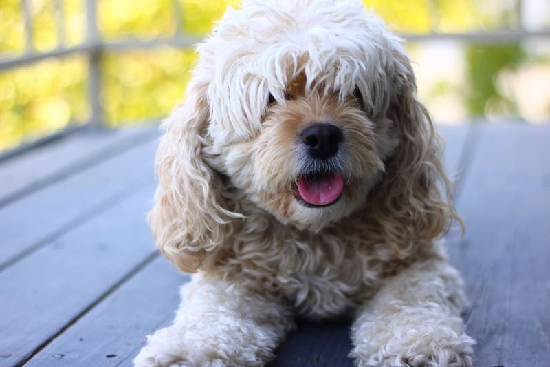 Close-up of dog