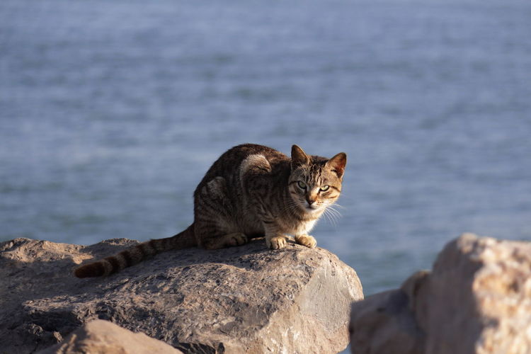 Close-up of cat sitting on rock by sea