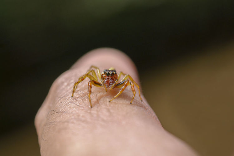 Close-up of spider on finger