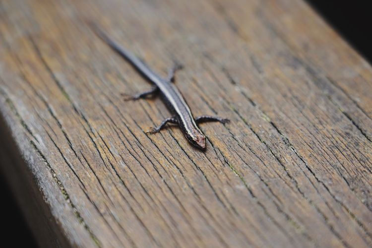 High angle view of lizard on wooden plank