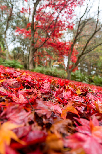 Close-up of red leaves on branch