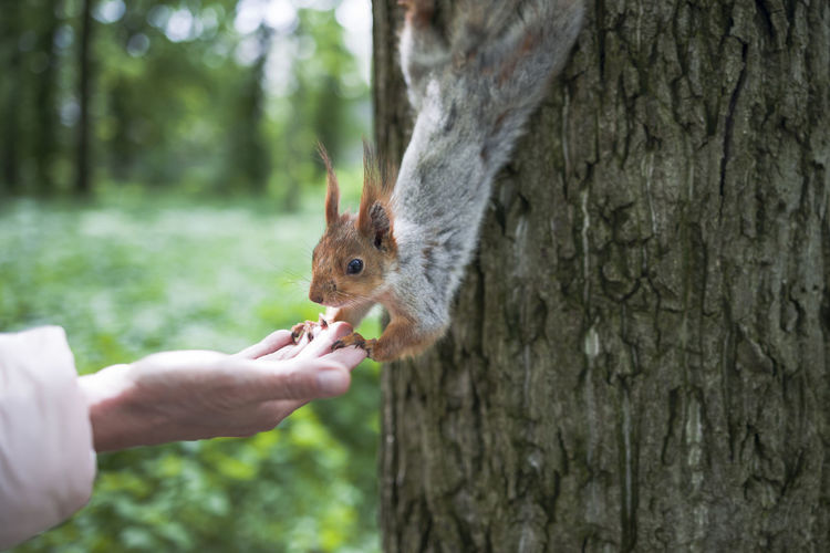 Cropped hand holding squirrel