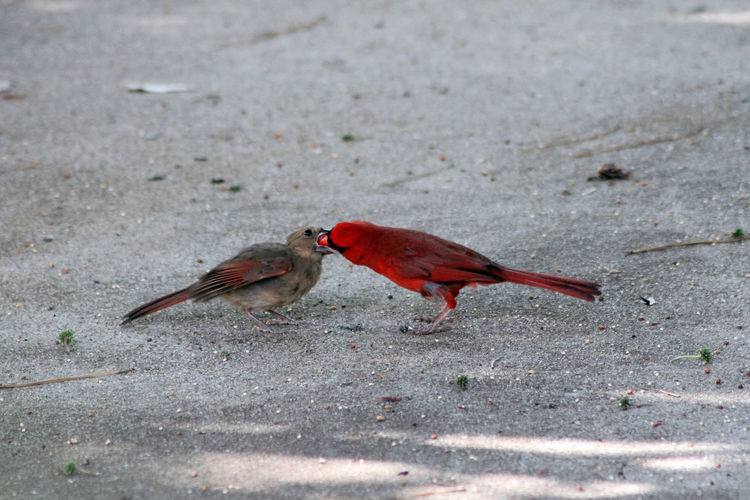Cardinals kissing in road