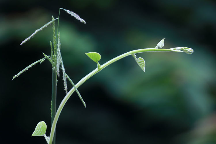 Close-up of flower growing on field