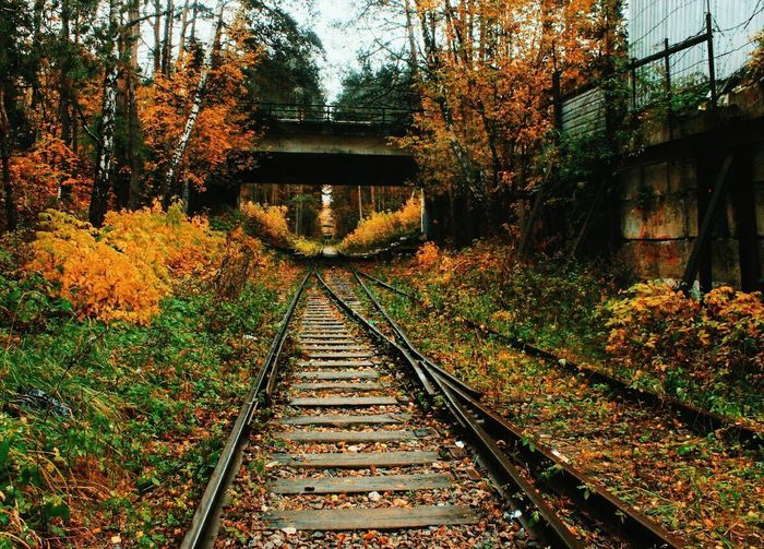 Railroad track amidst trees during autumn