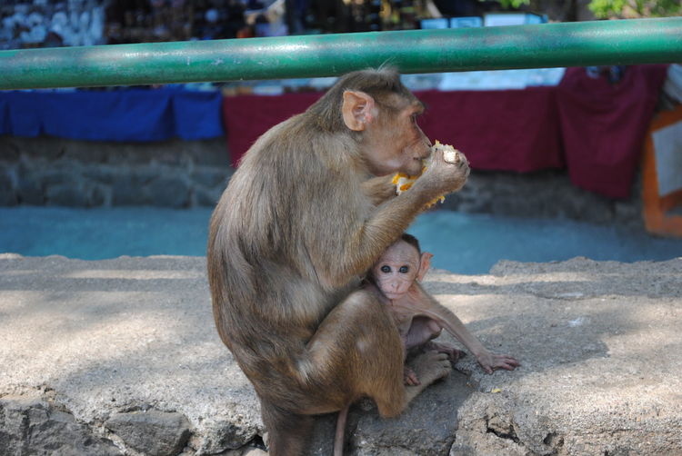 A monkey with baby on elephanta island, mumbai