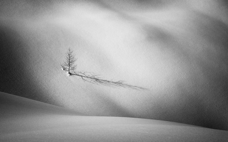 High angle view of bare tree on snow covered land