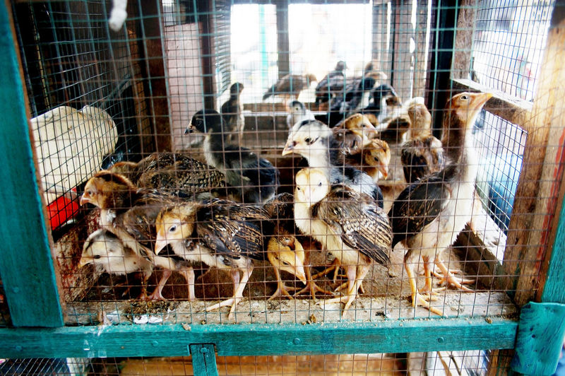 Babi chicks and ducks in a cage at the poultry market. sidoarjo-indonesia, may 14, 2022