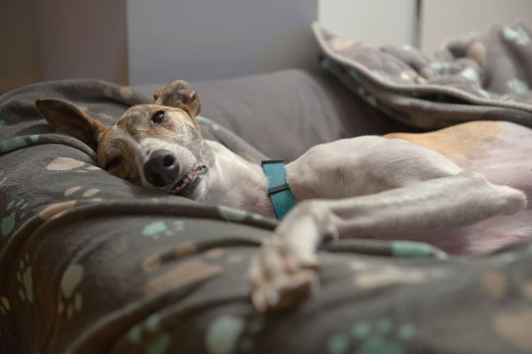 From the comfort of her paw patterned blankets and dog bed, a pet adopted greyhound opens an eye