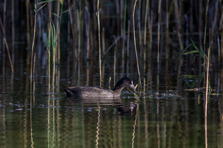 Side view of a duck in lake