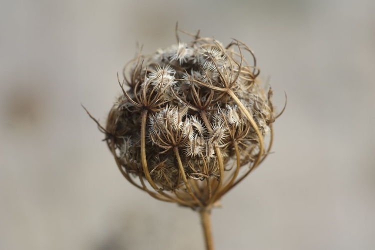 Close-up of dry flower bud