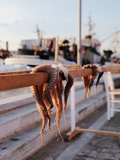 Close-up of octopus hanging on railing against sky