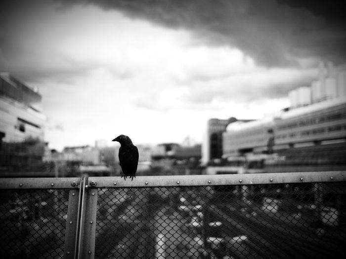 Bird perching on fence against sky in city