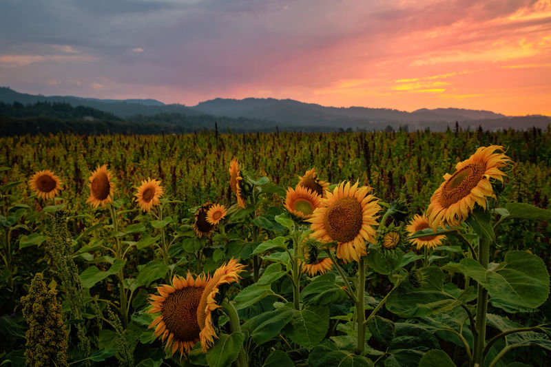 Scenic view of sunflower field against sky during sunset