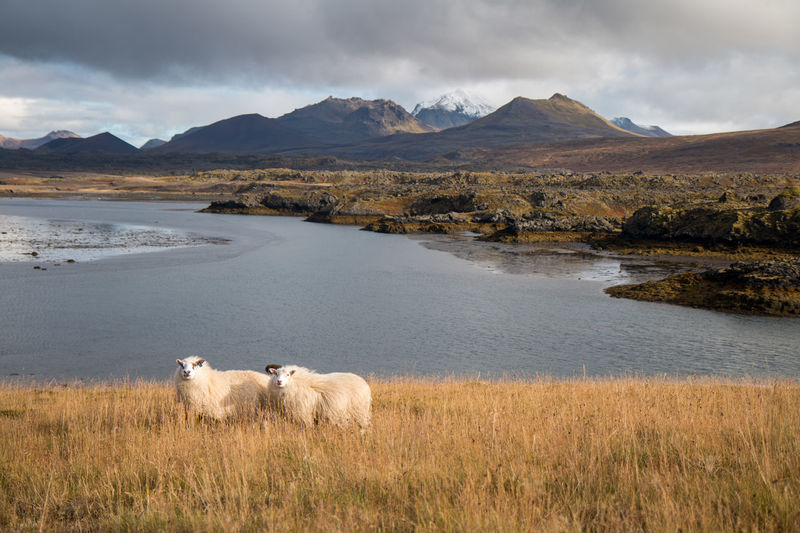 Iclandic sheep standing in a vulcanic landscape in iceland