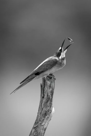 Mono european bee-eater on stump tosses fly