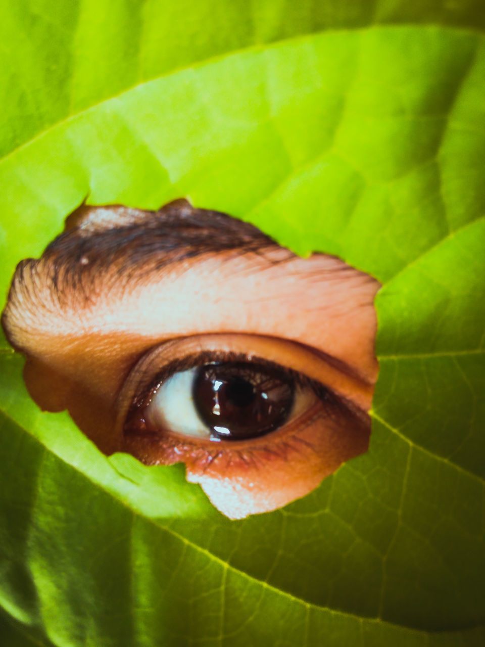 CLOSE-UP PORTRAIT OF PERSON WITH GREEN LEAF