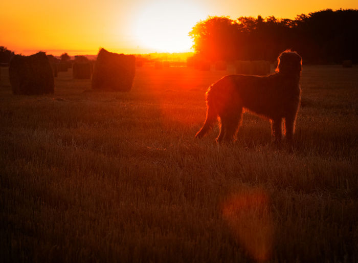 Silhouette horse standing on field against orange sky
