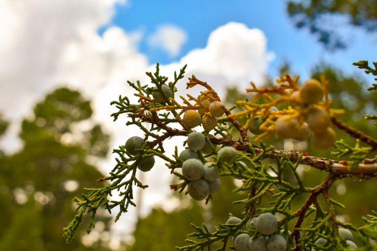Close-up of berries on tree against sky