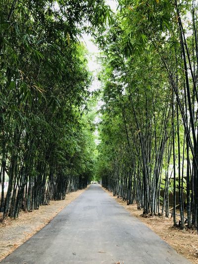 Footpath amidst trees in forest