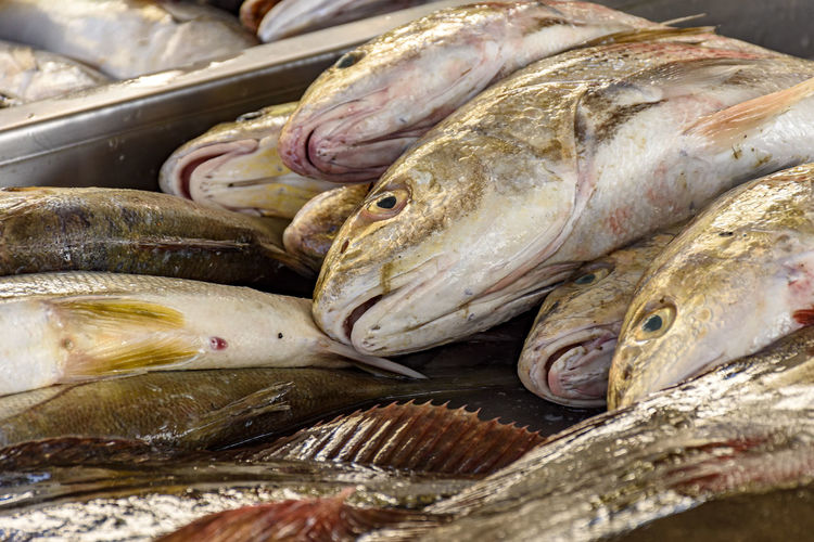 Close-up of fish for sale in market