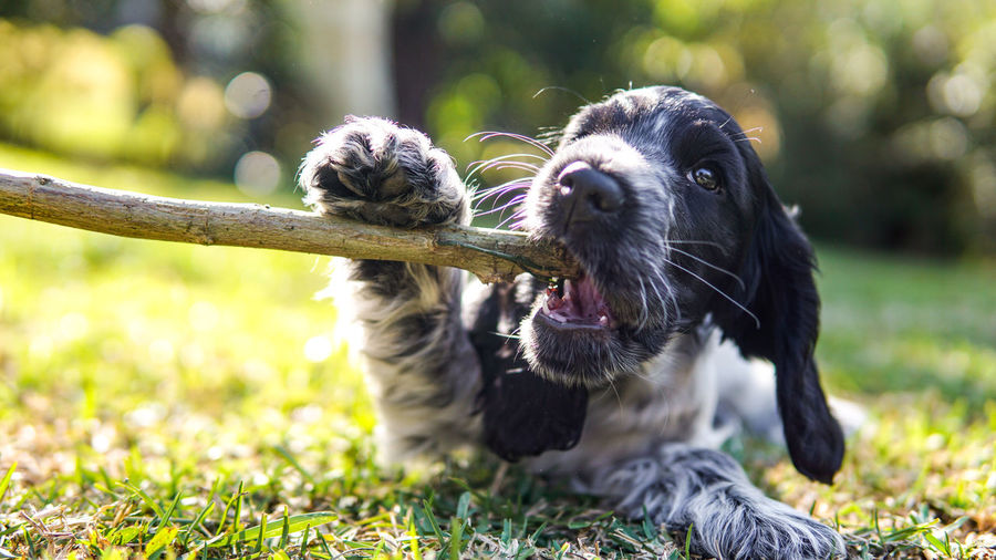 Puppy chewing stick
