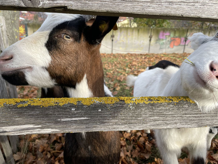 Close-up of goat in ranch