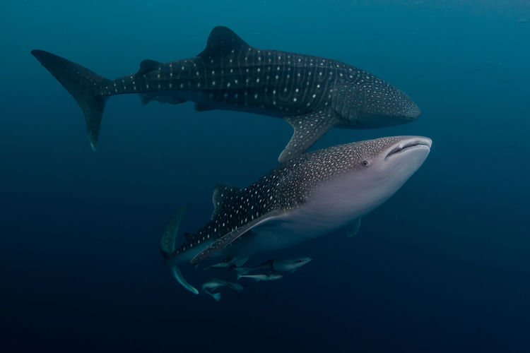 High angle view of whale shark swimming in sea