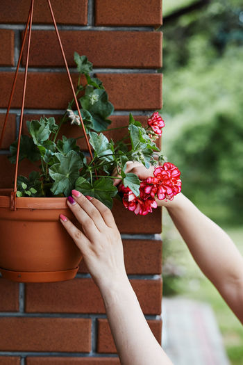 Cropped hand of woman holding flowering plants