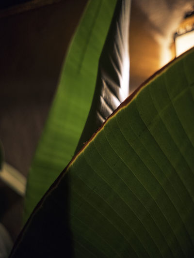 Close-up of leaf on plant