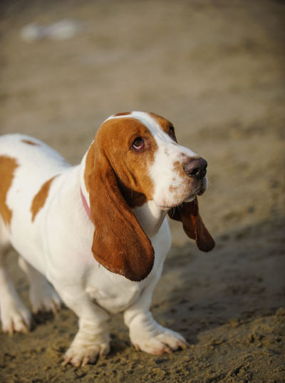 Basset hound dog standing on beach looking up
