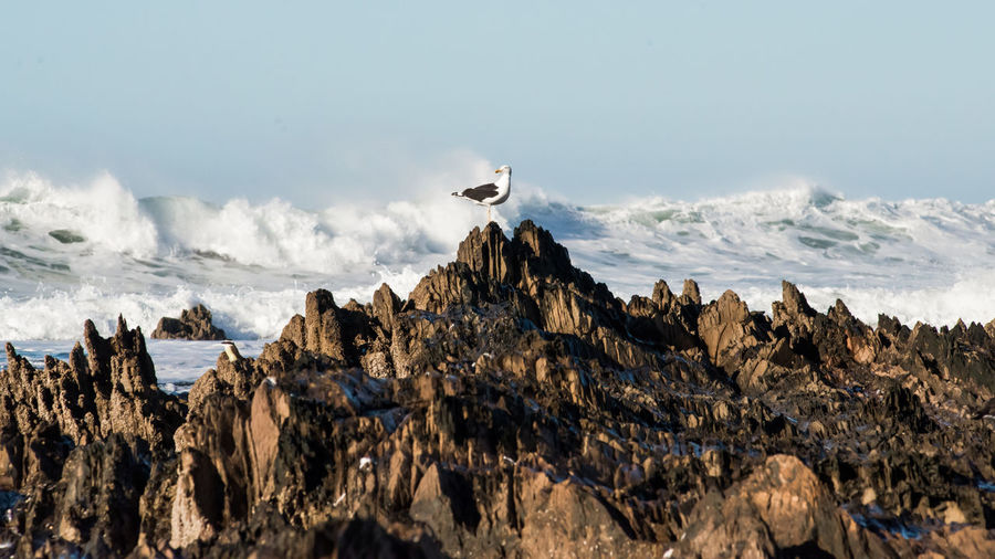 Side view of seagull perching on rock at beach