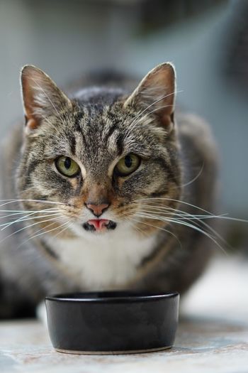 Close-up portrait of a cat drinking glass