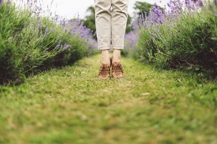 Low section of woman standing on lavender field