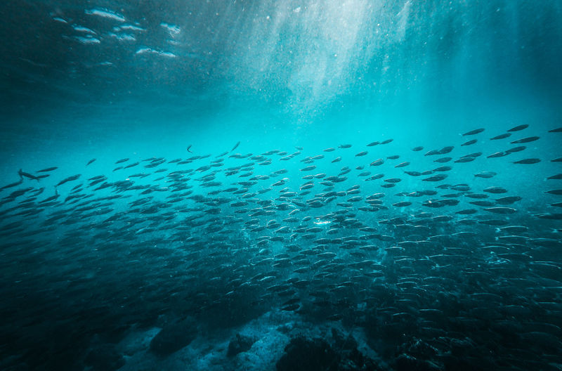 School of fish swimming undersea