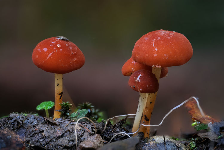 Close-up of fly agaric mushroom on field