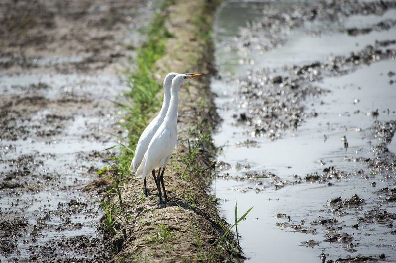 Bird walking on a ricefield