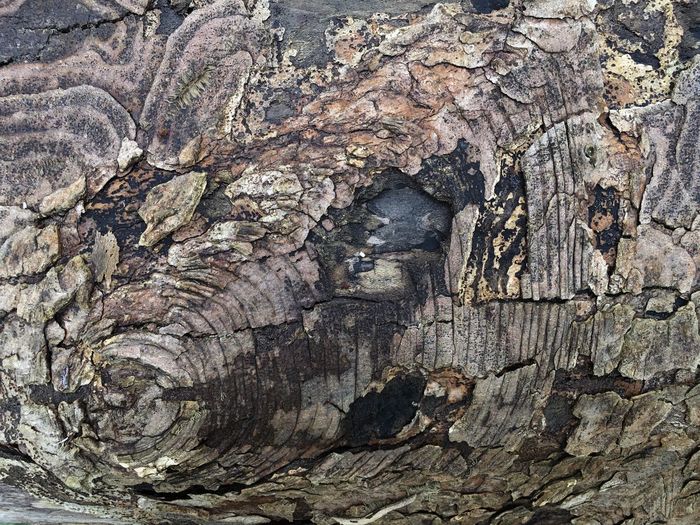 Full frame shot of tree trunk