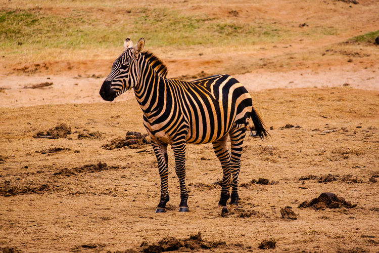 Zebra standing on field at tsavo east national park