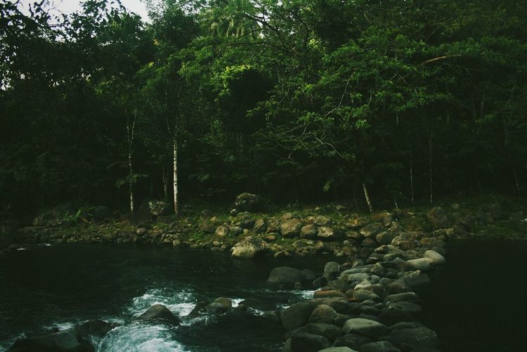 Trees in a forest