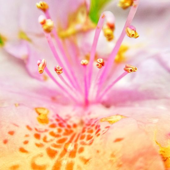 Macro shot of pink flowering plant