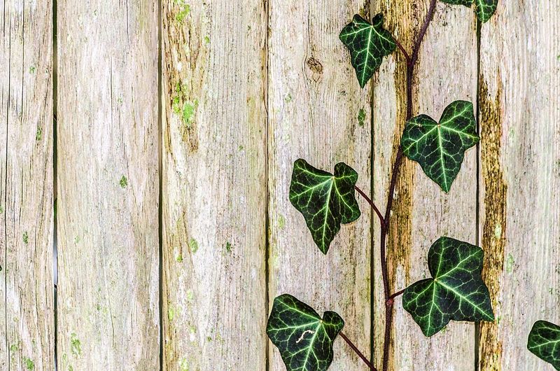 Close-up of ivy growing on wood